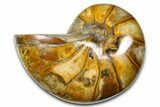 Polished Fossil Nautilus (Cymatoceras) - Madagascar #378970-1